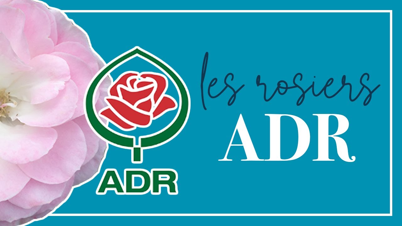 Ne manquez pas ces rosiers! Le label ADR comme garant de rosiers robustes et résistants