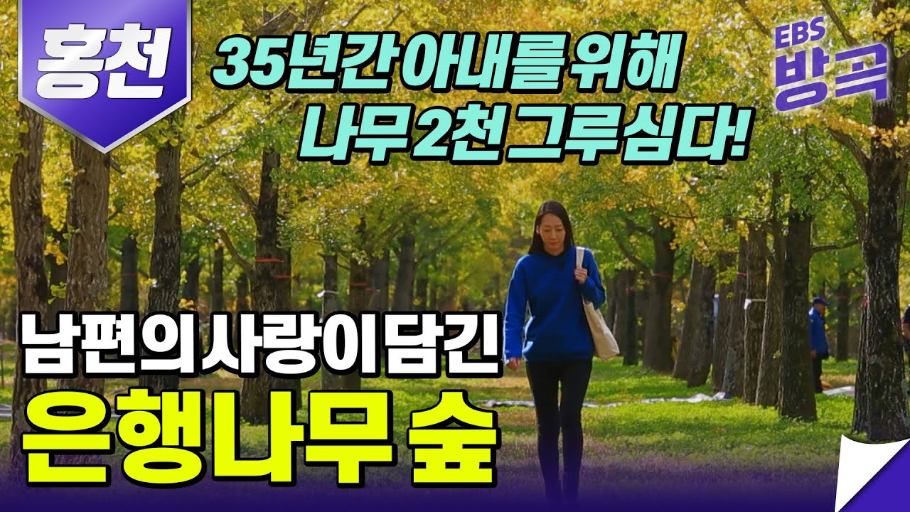 [강원 홍천] 아내를 위해 35년간 2천 그루의 🍁은행나무 숲을 만든 남편 | 아주각별한기행 | #방방곡곡