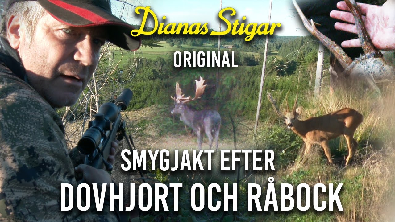 Smygjakt efter dovhjort och r&aring;bock (Jaktlust extenden version)