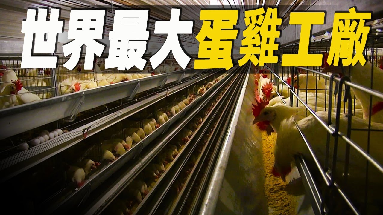 走進美國最大的蛋雞工廠，一隻母雞如何年產250隻蛋？可憐的公雞一出生就涼涼，探秘美食工廠背後的秘密  #大脑洞记事