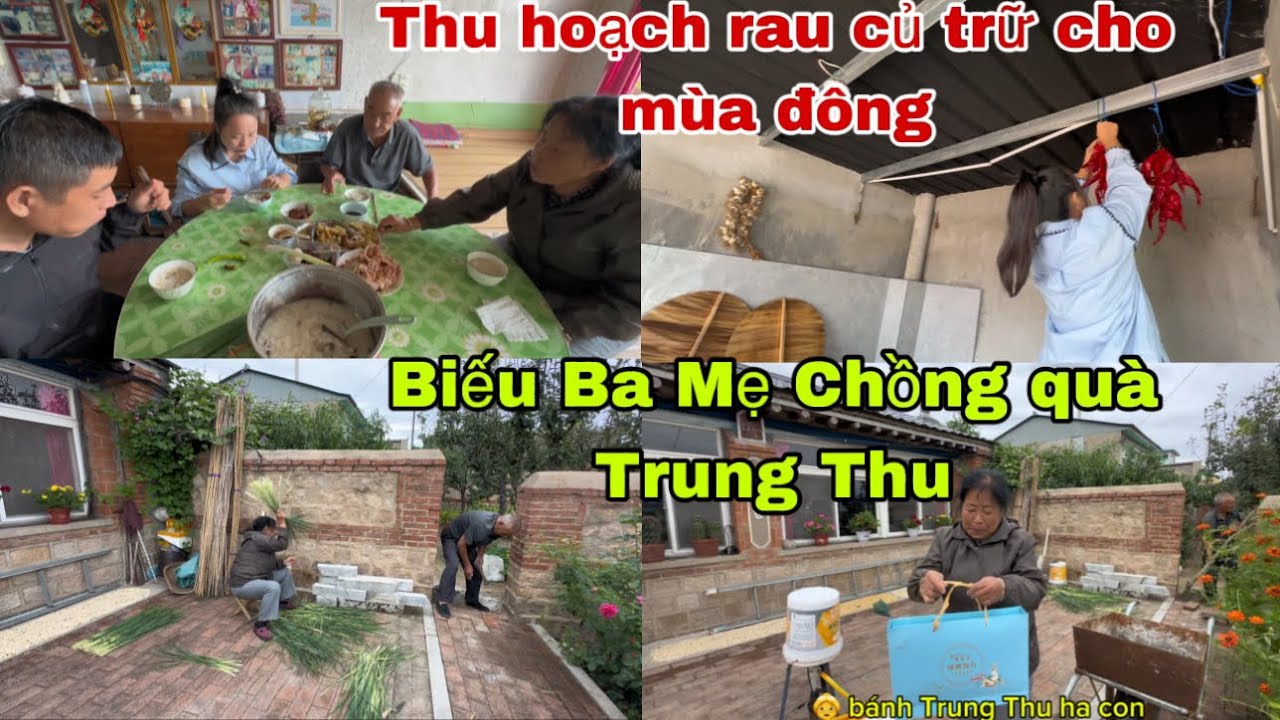 #482🇨🇳Thu Hoạch xong rau củ Trữ Cho Mùa Đông,Dâu Việt sang Nhà biếu Ba Mẹ Chồng quà Trung Thu