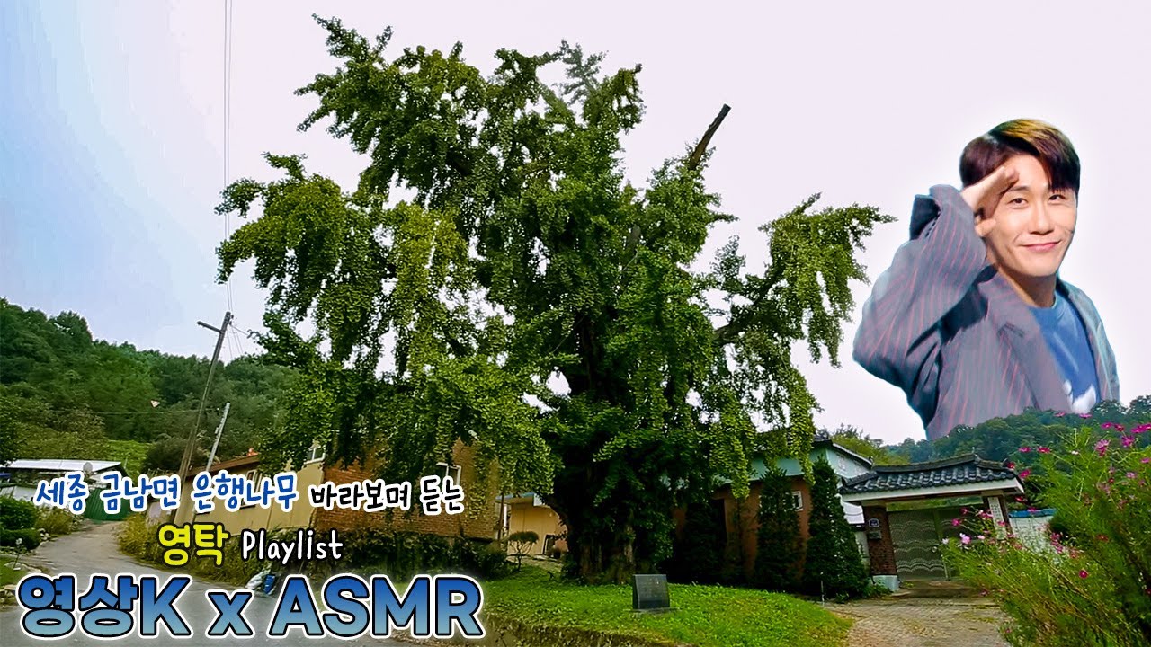 가을이 오려나🍂 #영탁 과 함께하는 세종시 금남면 은행나무  / KBS 대전