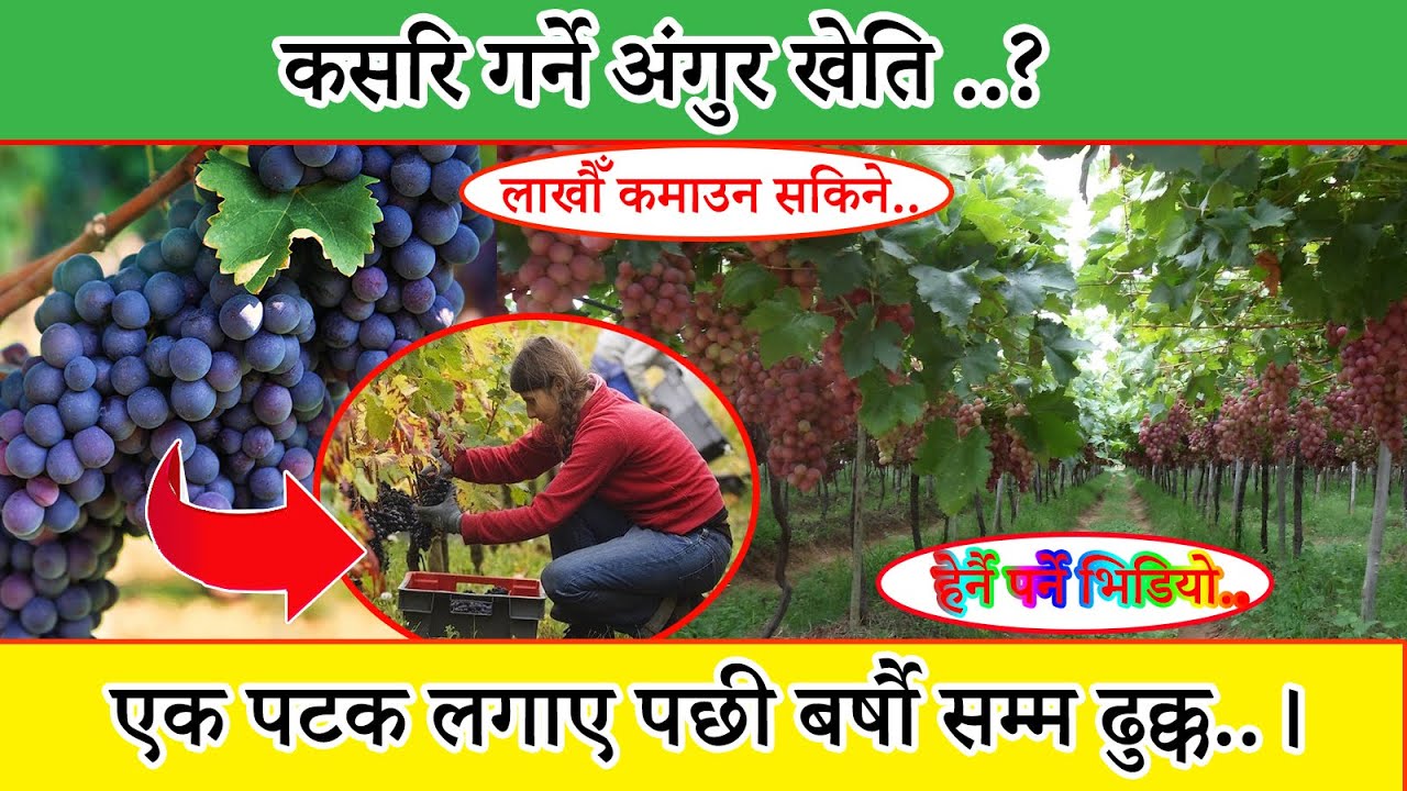 अंगुर (Grapes) खेतिको लागि नेपालमा धेरै नै  सम्भाबना रहेको छ । हेर्नोस .. कसरि गर्ने अंगुर खेति..?