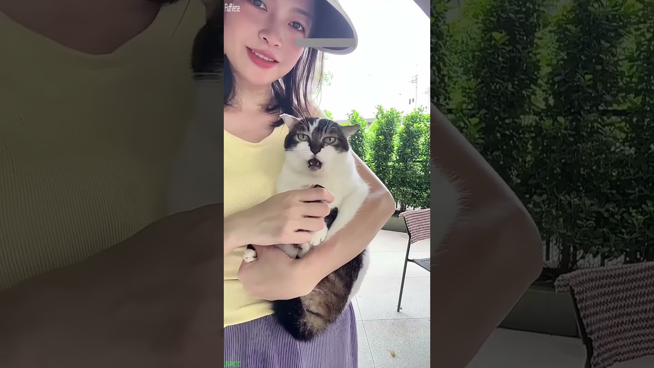 Cat videos 🐱 kitten meowing crying 😼 # Part 5935