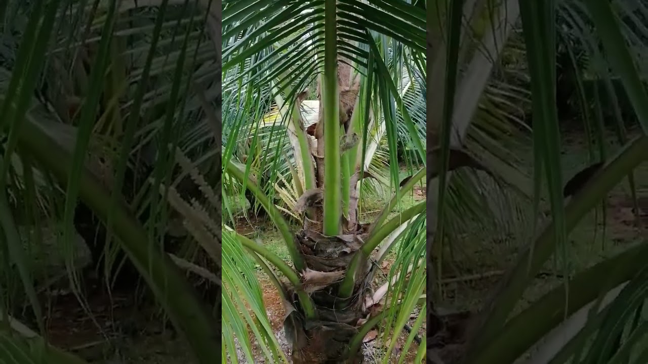 cara membaja pokok kelapa memakai garam kasar