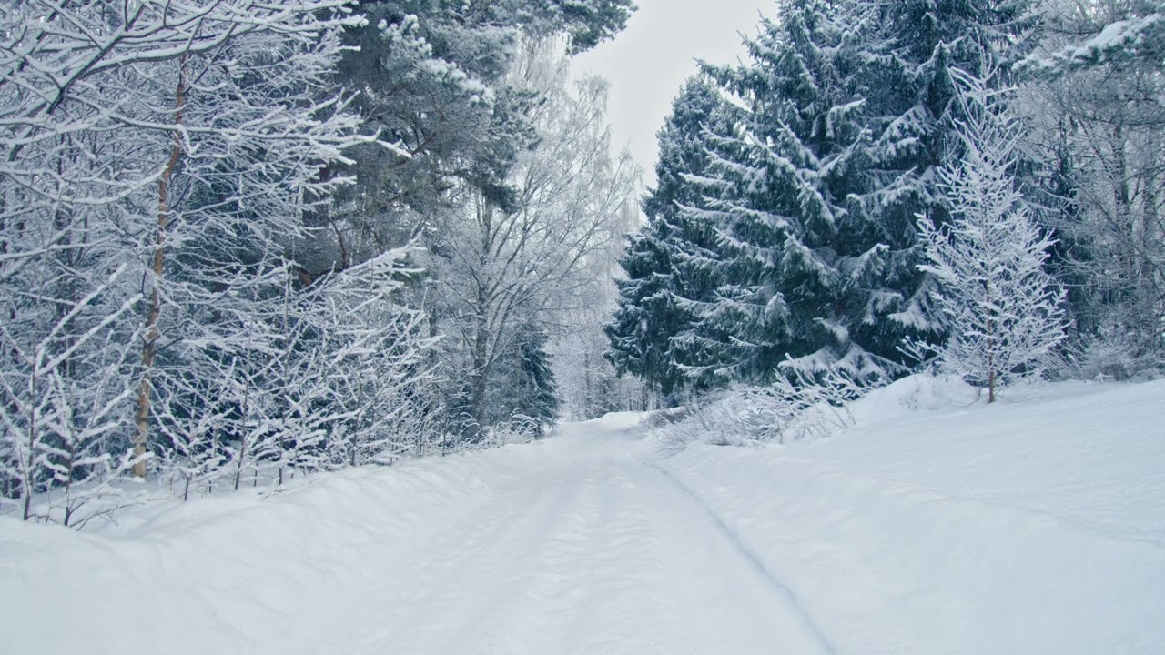 Snowstorm Blizzard Calm | in the Forest Gentle Wind & Winter Ambience for Deep Relaxation