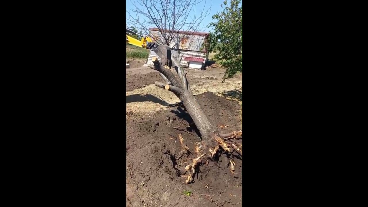 Такая вот черешня