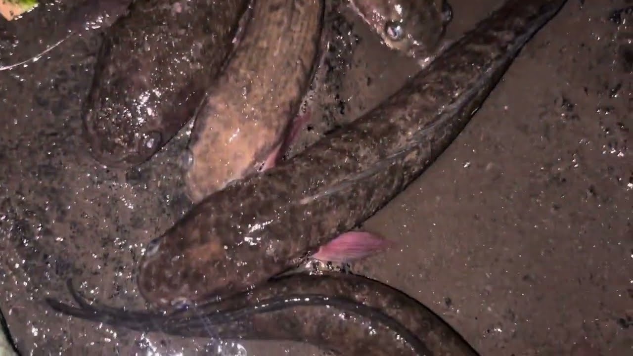 നാടൻ ബ്രാൽ വേട്ട #fishing #fish👀
