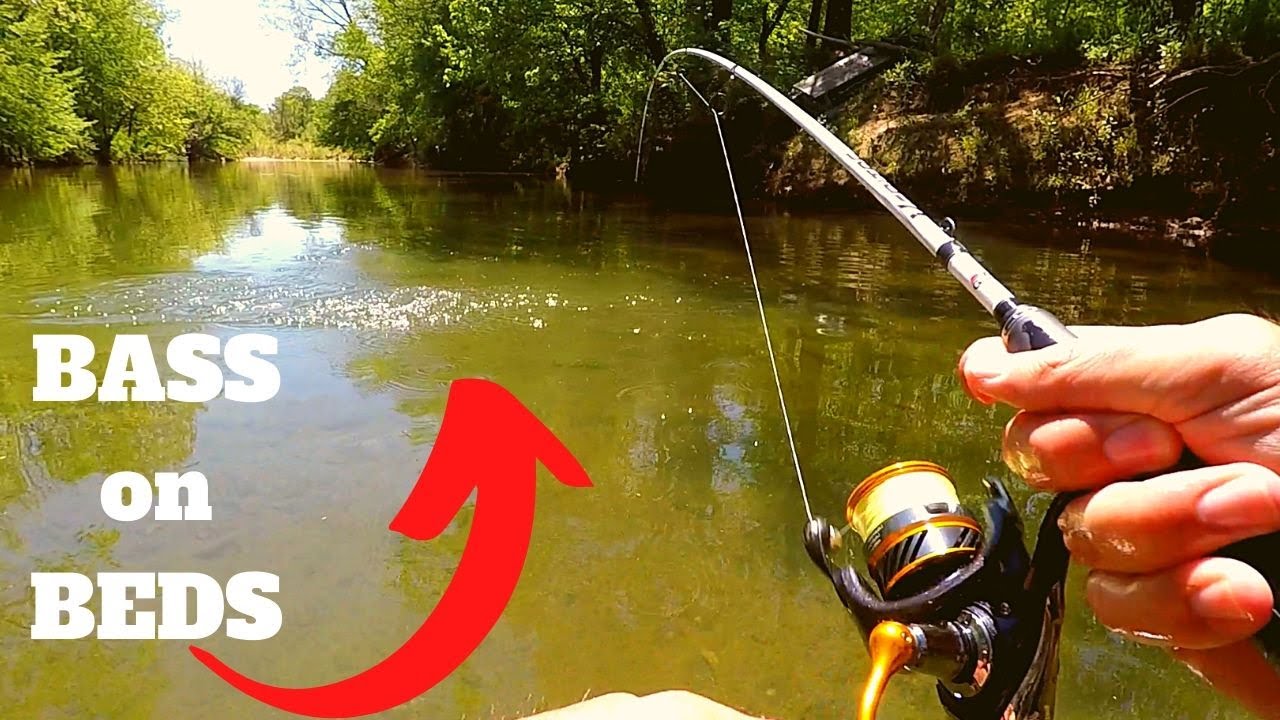 Creek Smallies on Beds (Fun Sight Fishing)