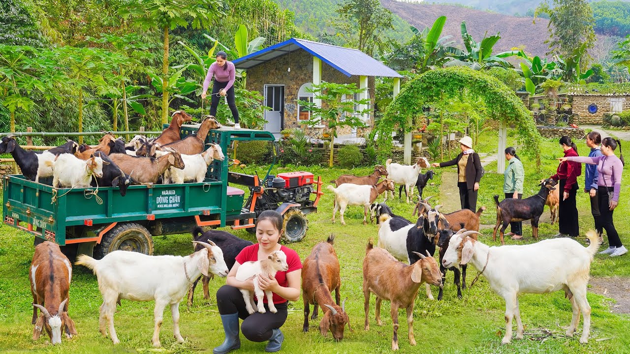 Use Truck To Buy Many Goat From Farmer, Transporting Goats For Xuan - Farm Life