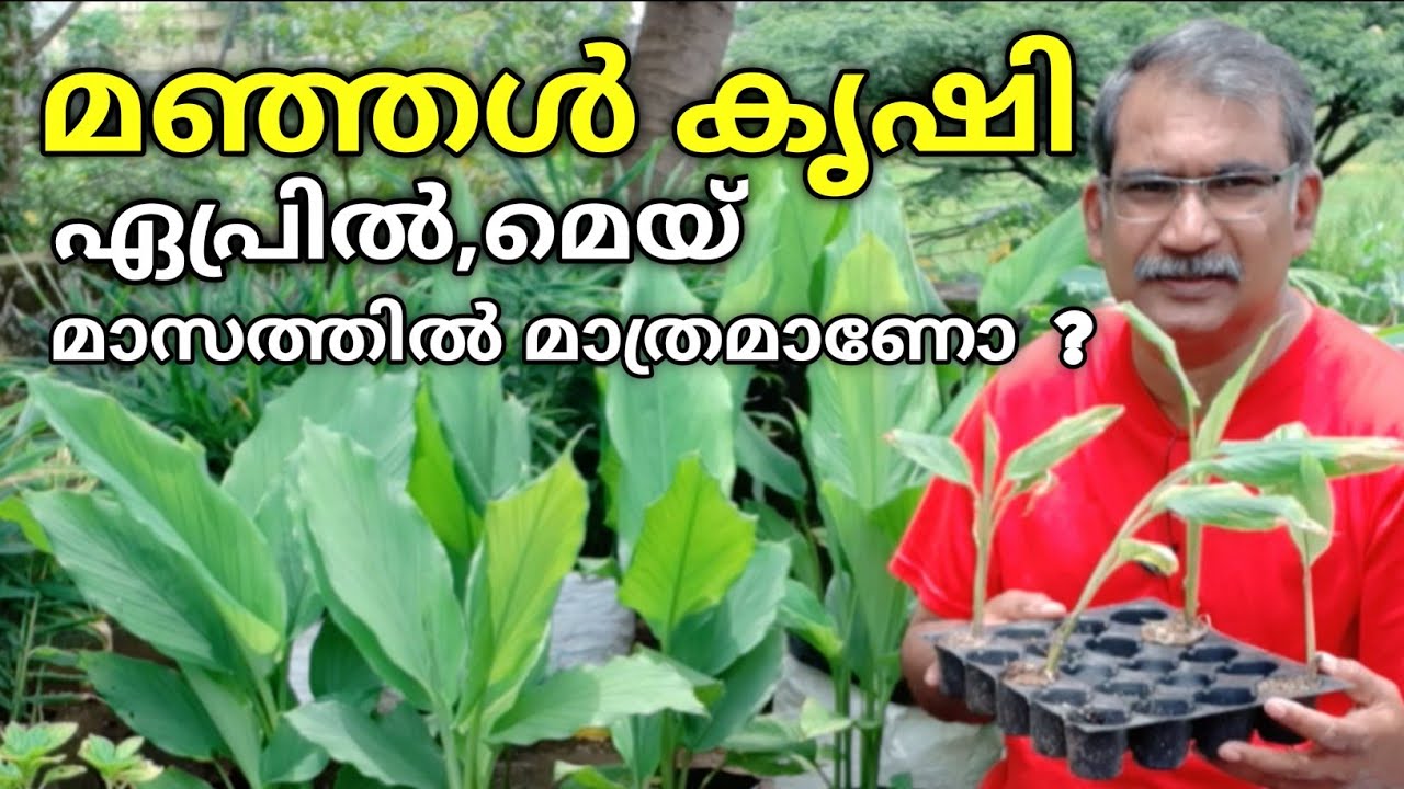 മഞ്ഞൾ കൃഷി | ഇങ്ങനെ കൃഷി ചെയ്യുകയാണെങ്കിൽ വരുമാനം കൂട്ടി,ചെലവു കുറയ്ക്കാം | How to Grow Turmeric