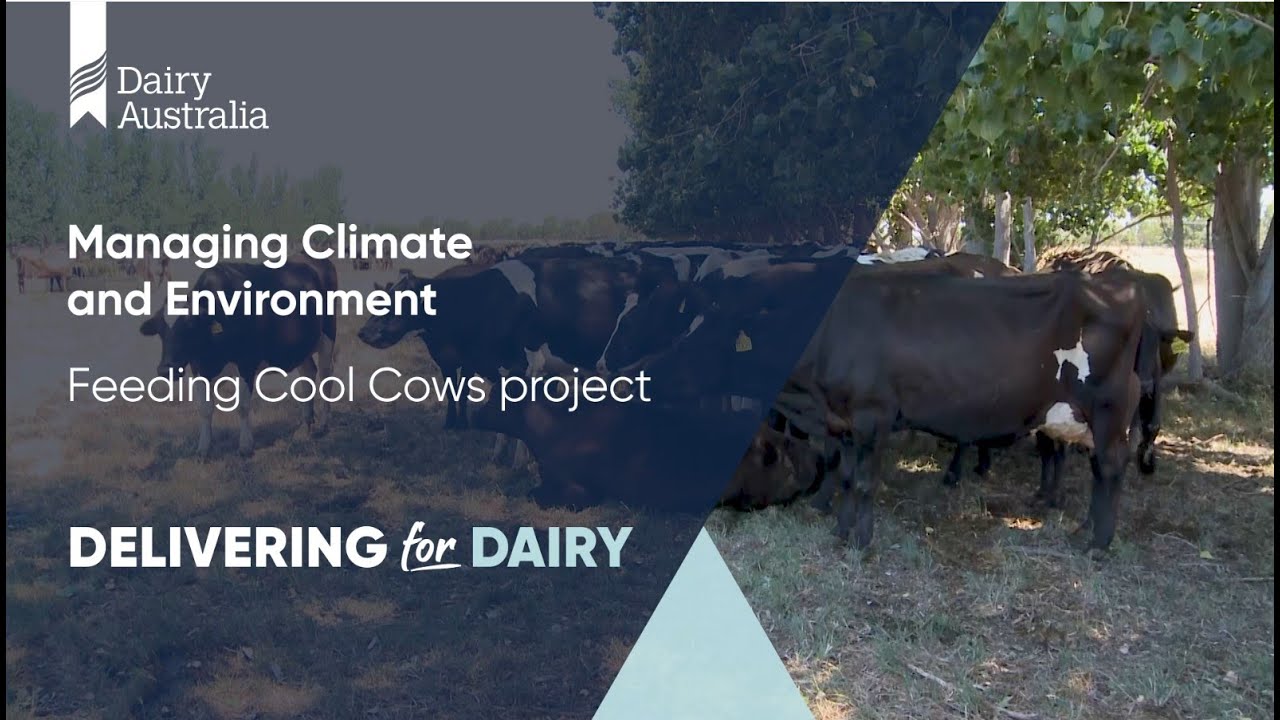 Feeding Cool Cows | Managing Climate & Environment