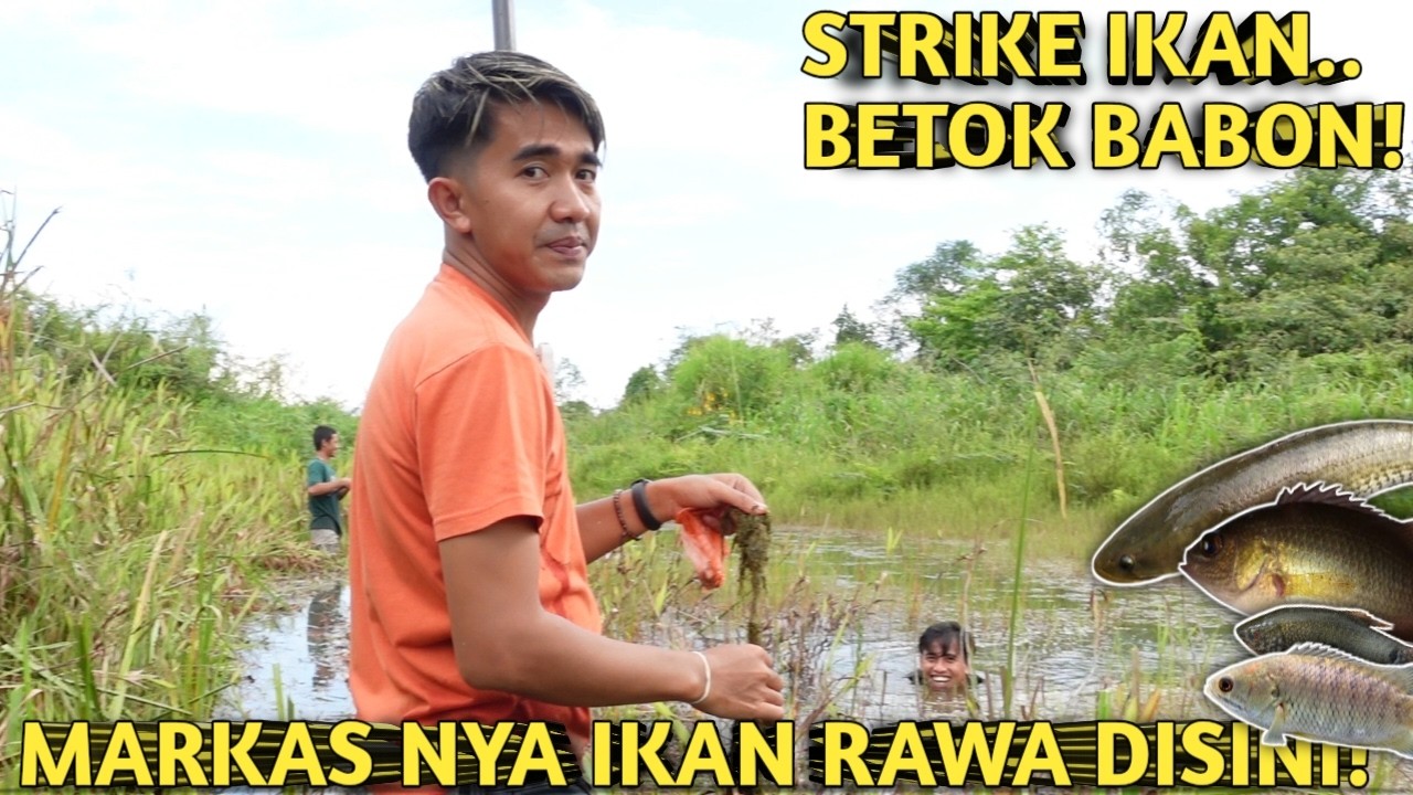 WOW! MANCING GABUS & BETOK DI RAWA YANG JARANG TERJAMAH