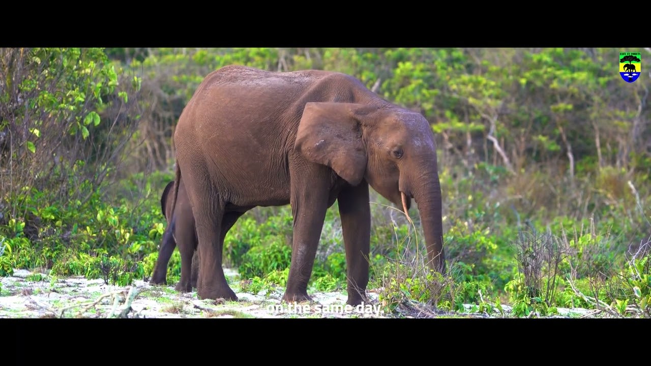 Le Gabon , leader de la Biodiversité mondiale