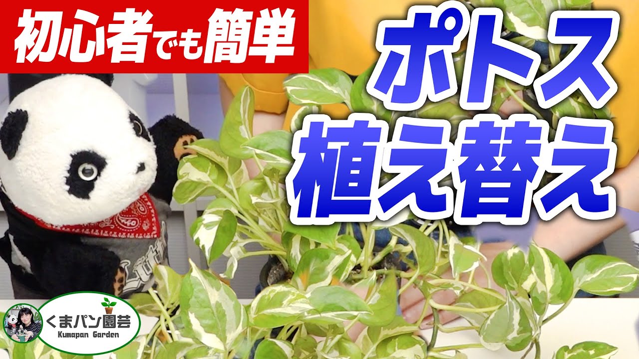 ポトスの植え替えタイミング・初心者でも簡単！【くまパン園芸】