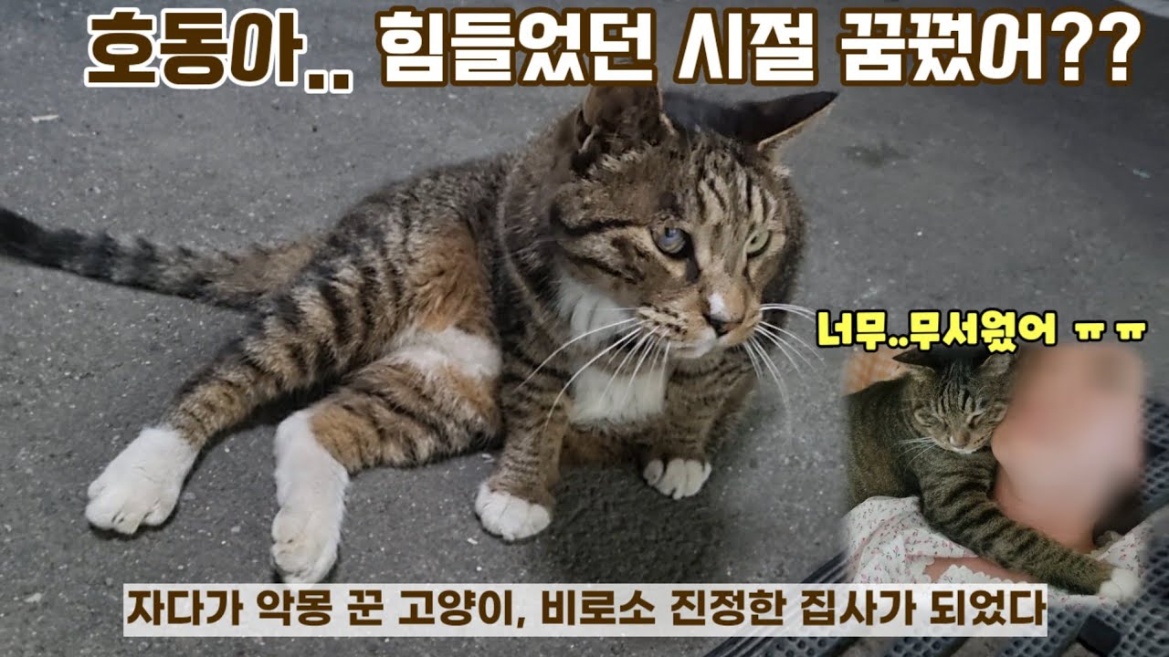 얼마나 무서웠으면.. : 호동이의 악몽, 비로소 진정한 집사가 되다