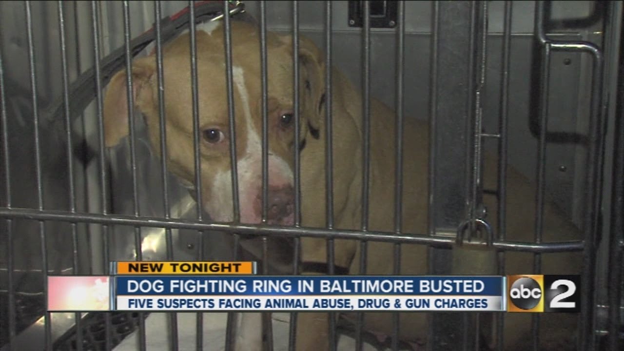 Baltimore police bust large scale dog fighting operation