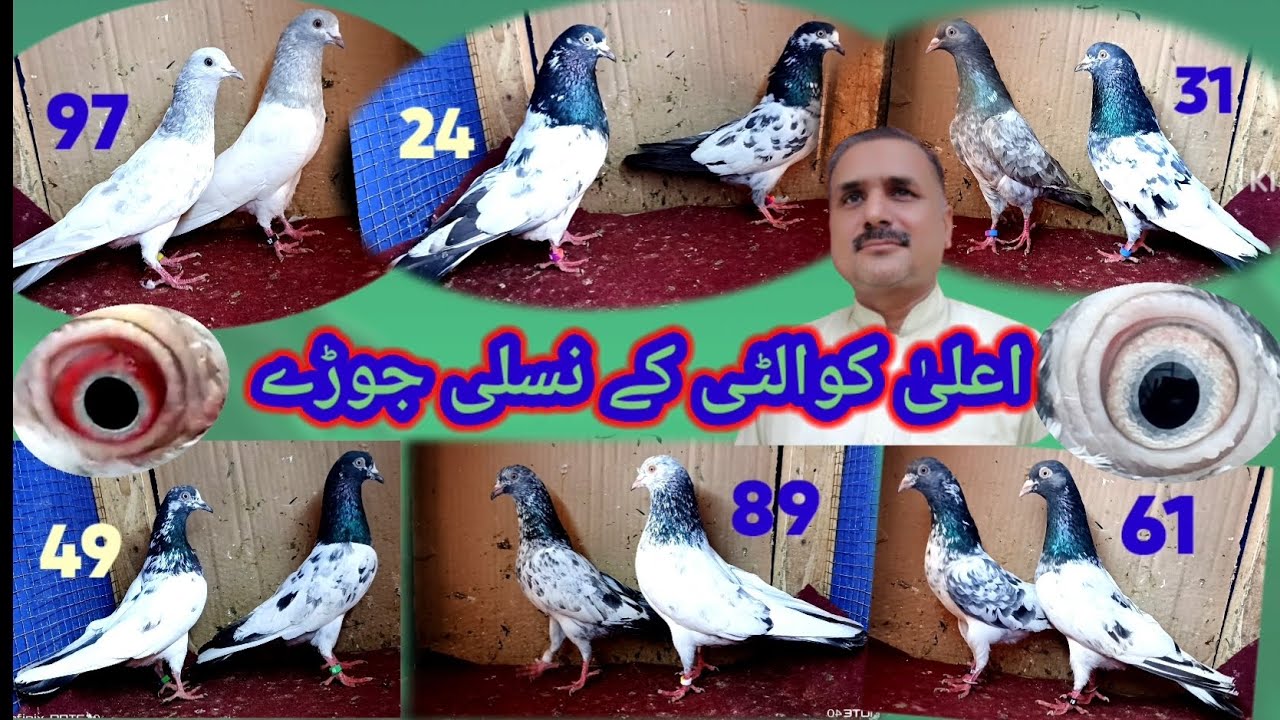 Pigeon pairs A one quality pairs