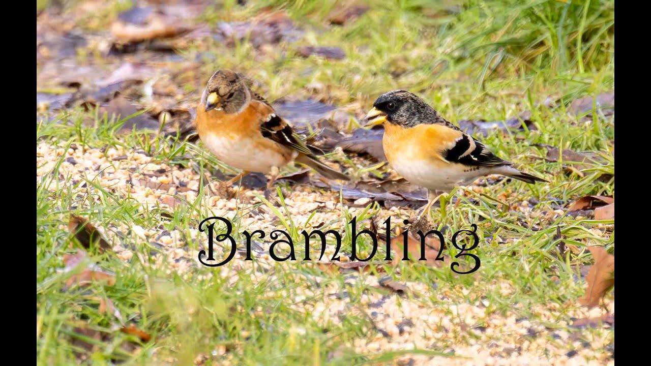 Щебечущая стая из более чем 50 птиц