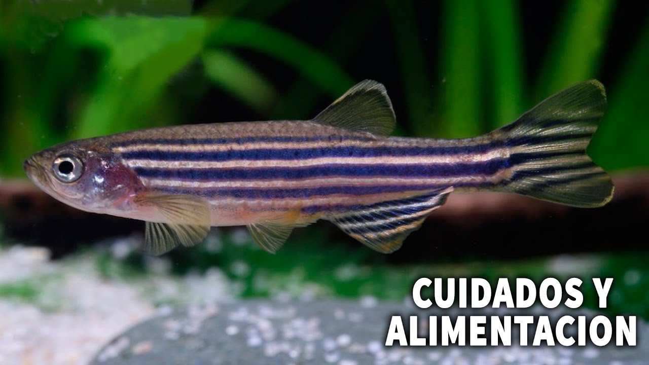 CUIDADOS Y ALIMENTACIO DEL PEZ CEBRA | TODO SOBRE EL PEZ CEBRA | AcuariosLP