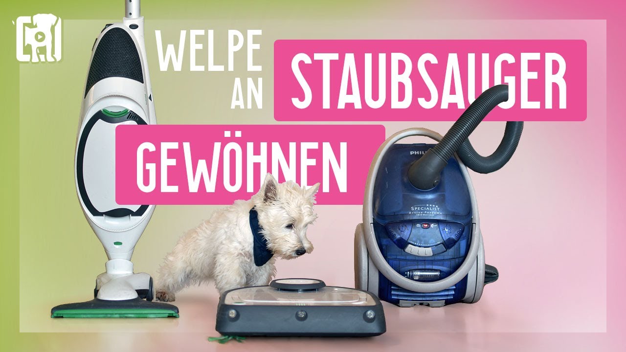 Welpe an Staubsauger gewöhnen - in 4 einfachen Schritten!