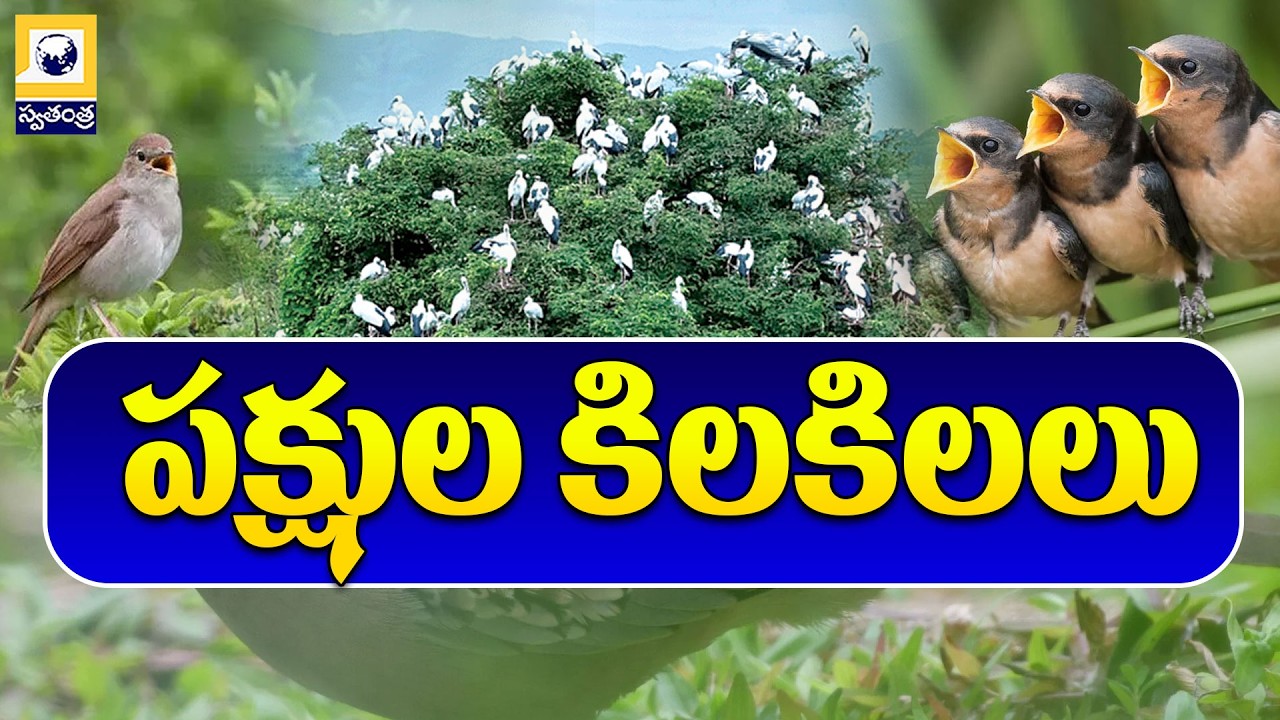 Godavari River Rare Bird Migration | వేలాది వలస పక్షులతో మధ్యలంకలో సందడి | Swatantra TV