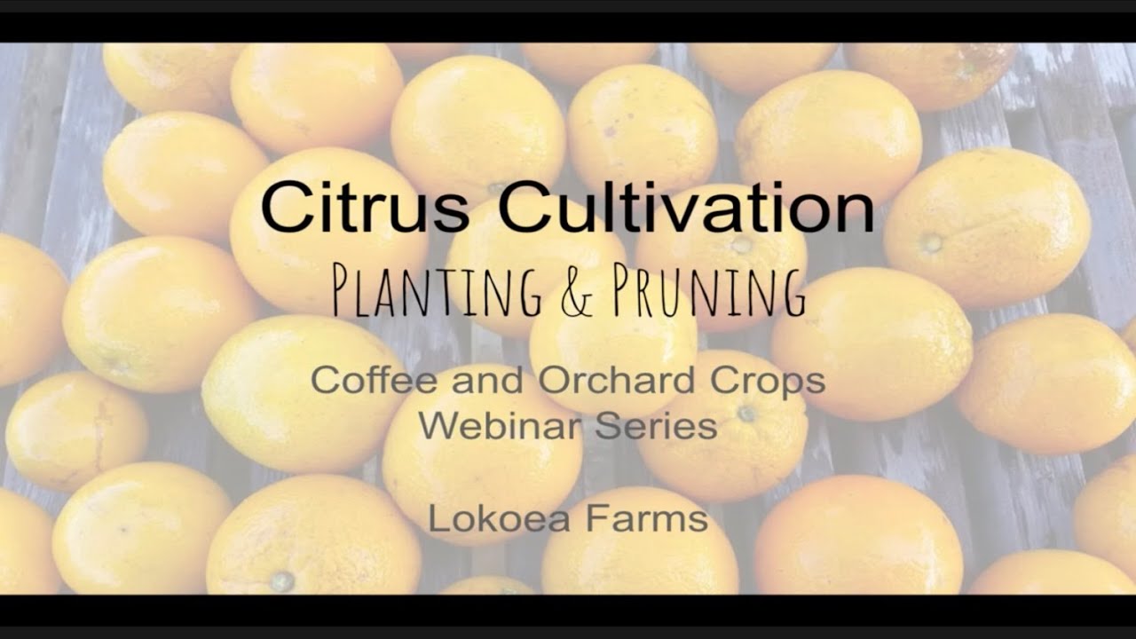 Citrus Cultivation: Planting and Pruning