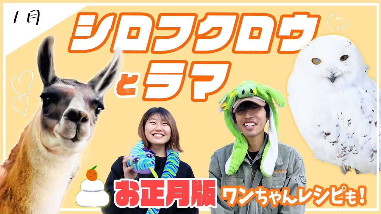 宇都宮動物園でシロフクロウ＆ラマに癒される！ワンちゃん喜ぶお正月レシピも公開♪