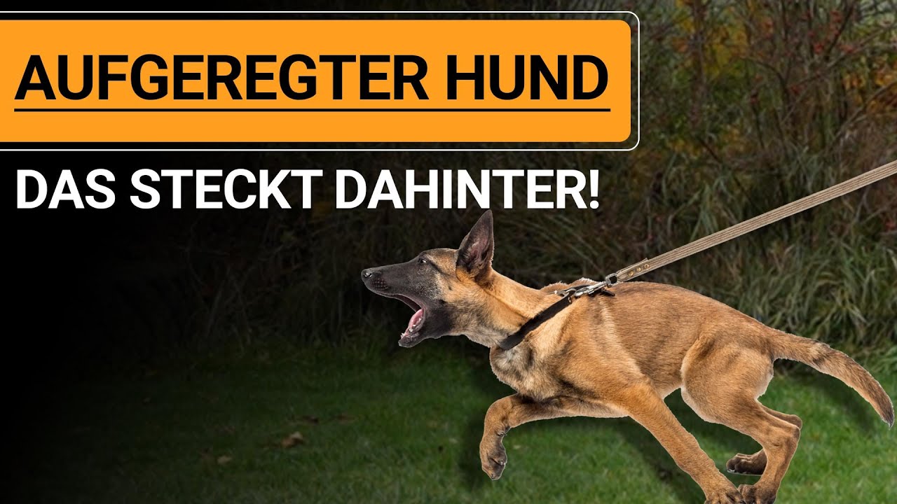 💥🚨🐶 Aufgeregter Hund ➡️ Warum ist mein Hund immer aufgeregt? 🐶🚨💥✔️