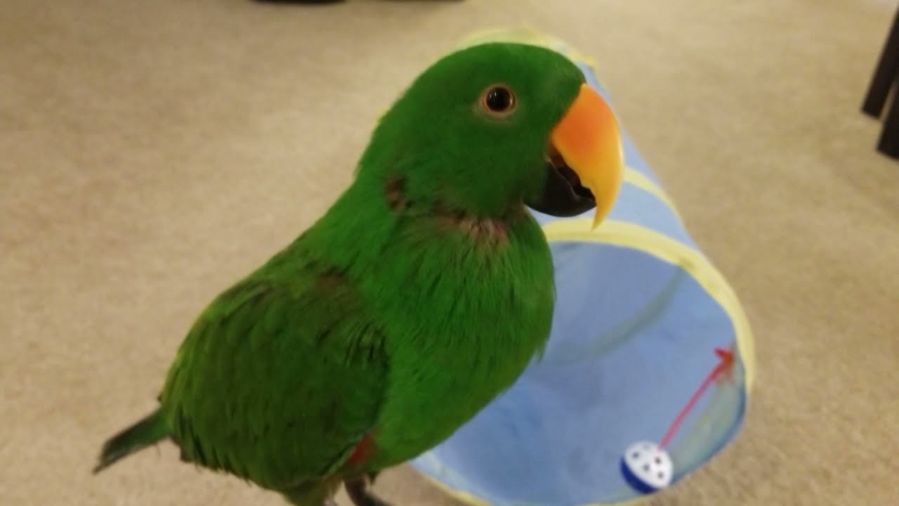 Parrot Plays in Tunnel - Jasper the Eclectus Parrot