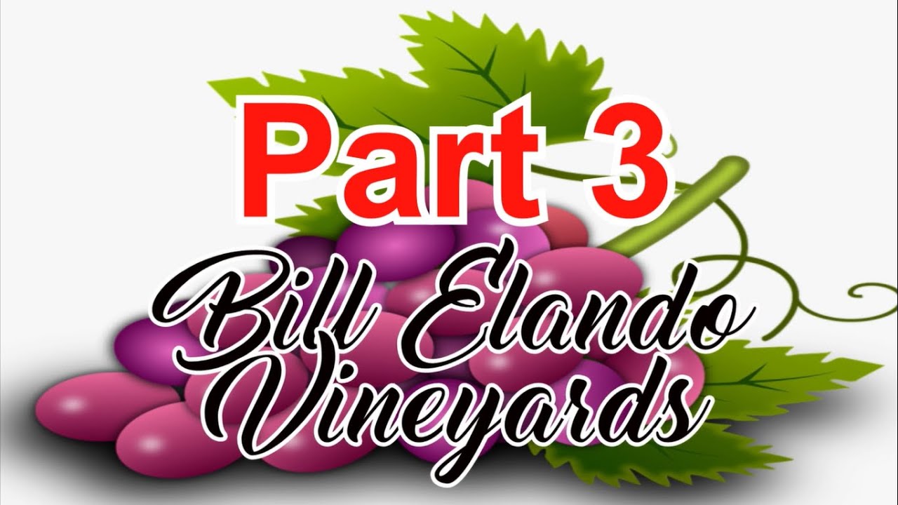 Wine Grapes 4 Week Update #winegrapes #wine #grape #grapevine #youtube