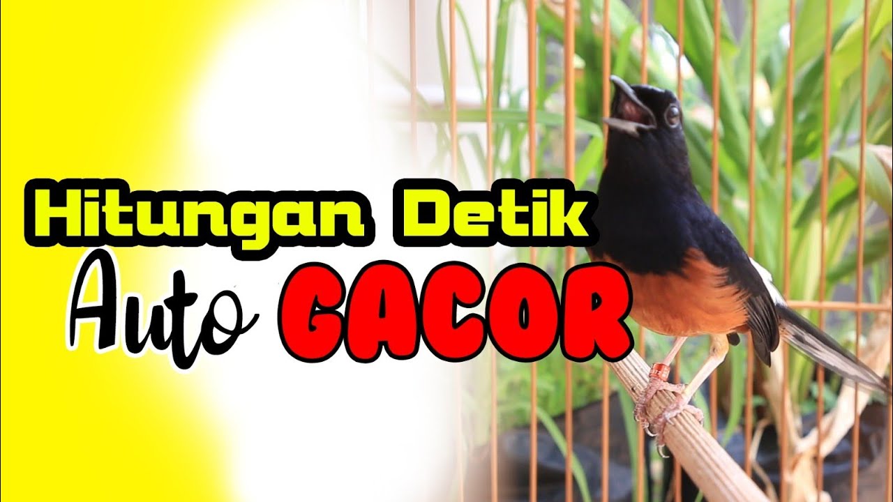 KRETEKAN MURAI BATU MEMANCING EMOSI !!!!