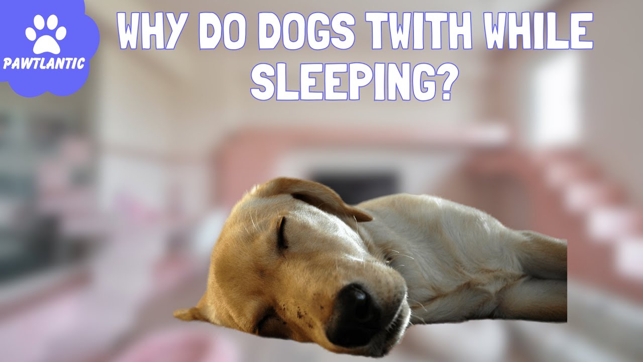 Why Do Dogs Twitch in Their Sleep? Unraveling the Canine Dream Worlds