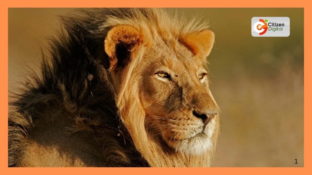 Probe launched following poisoning of several lions in Amboseli