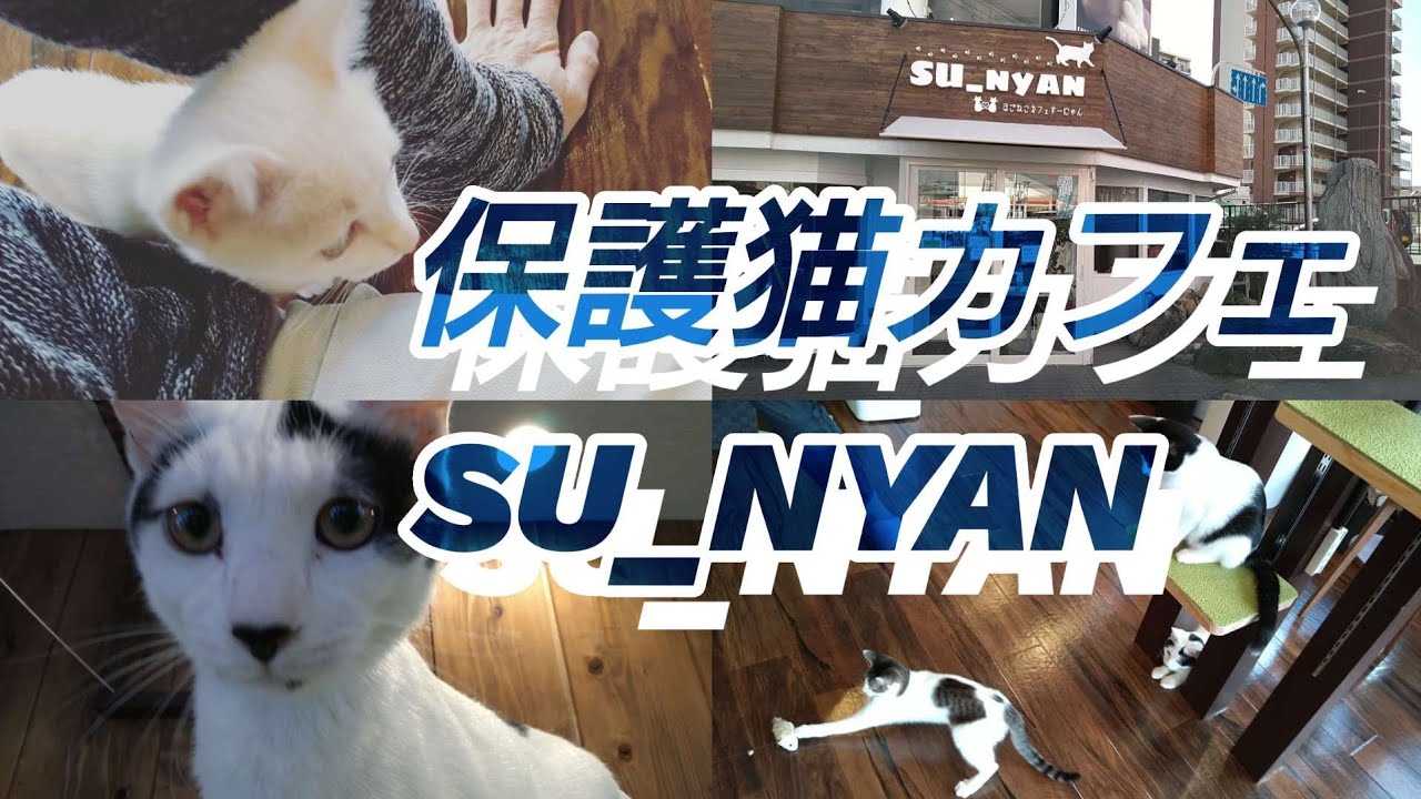 【保護猫カフェ】SU_NYAN(すーにゃん)さんに行ってみた‼