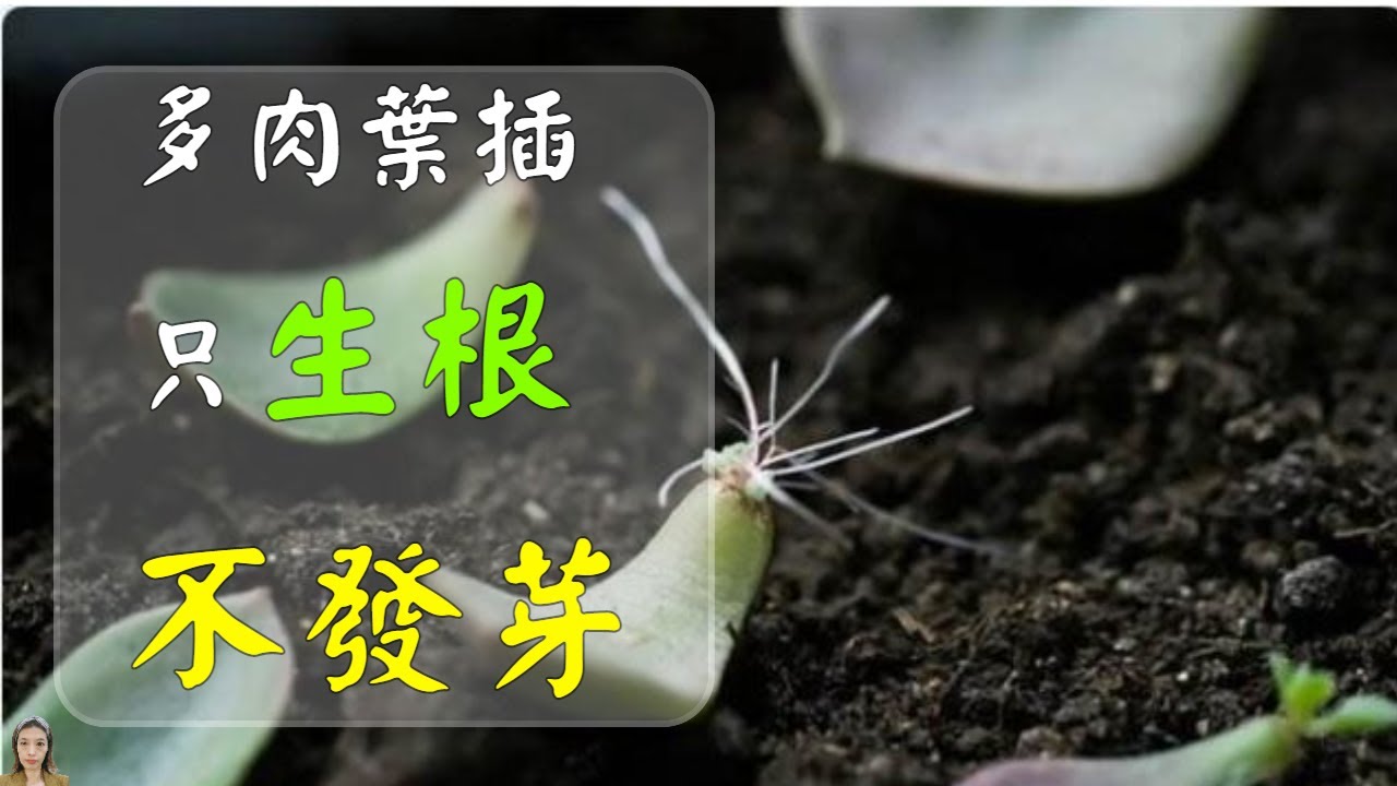 多肉植物叶插，土壤浇水光照都不是最重要的，最关键的往往被我们忽视了|花花世界