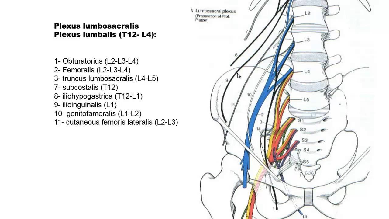 zenuwen onderste extremiteit deel 1 n.femoralis