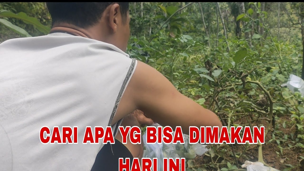 Bolang cari apa yg bisa dimasak