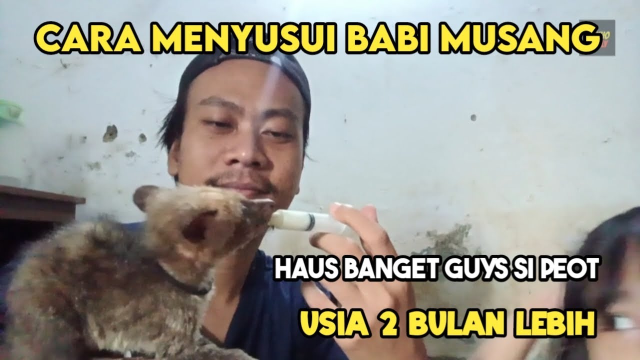 CARA MENYUSUI BABY MUSANG PANDAN, TERNYATA HAUS BANGET GUYS SI PEOTNYA #hakhofamily 