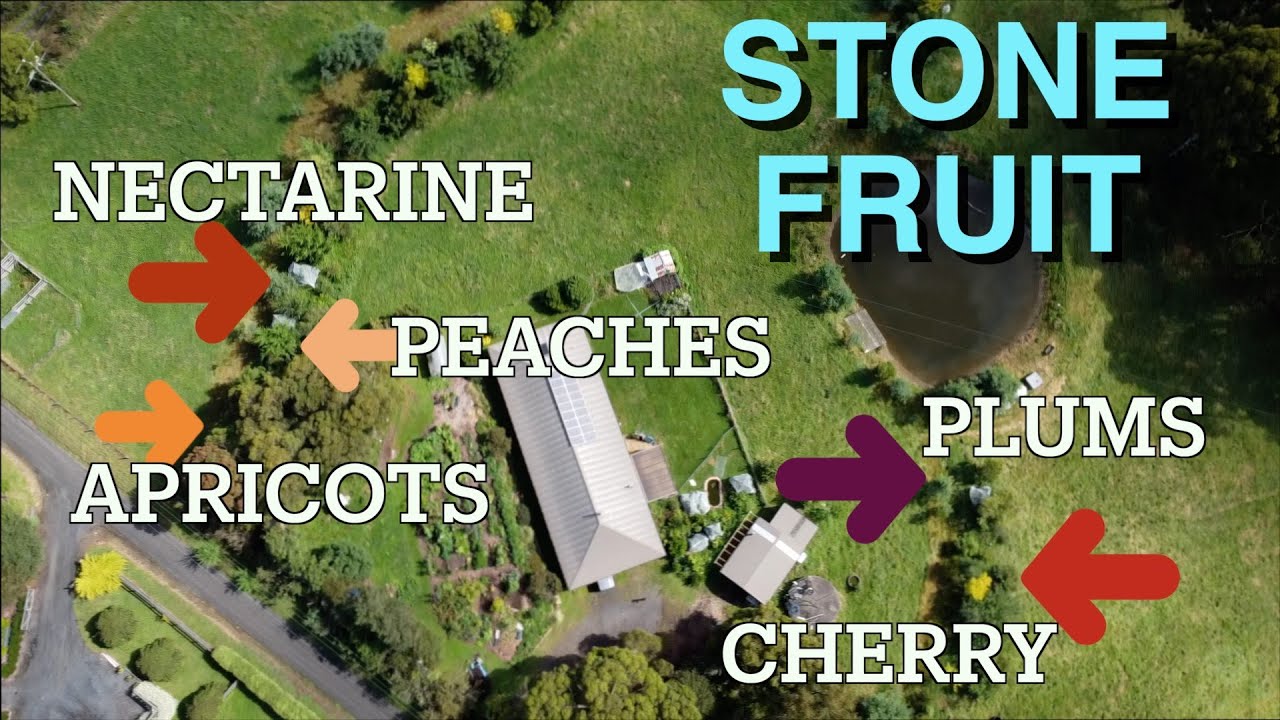 Netting a Peach Tree, Thinning a Plum and Checking out the Rest of the Stone Fruit