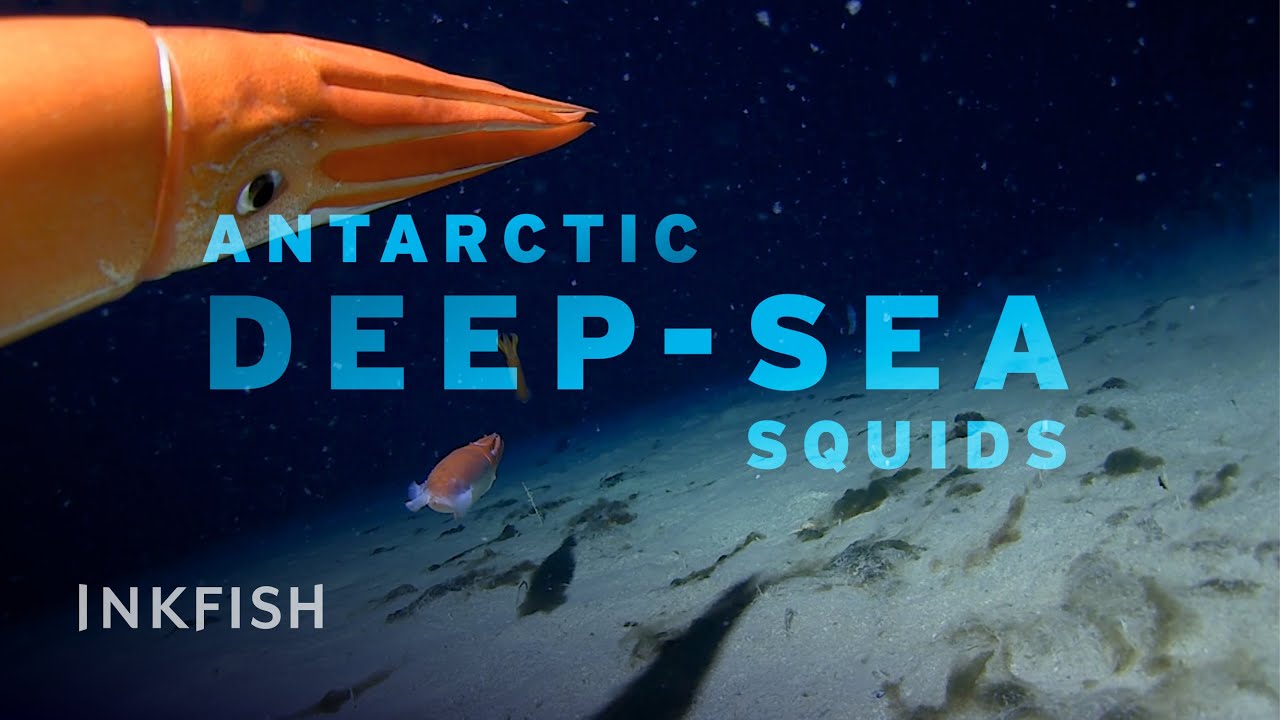 Deep-sea Squids of Antarctica!
