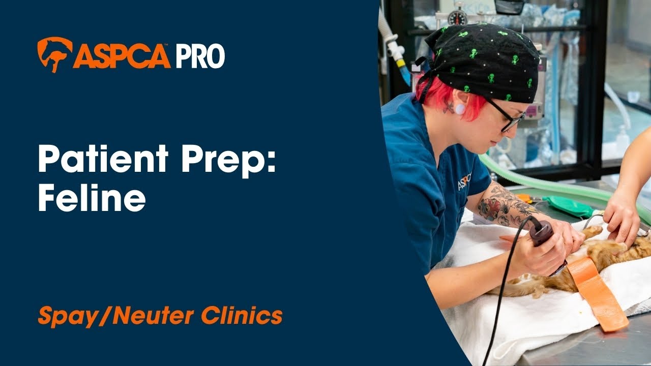 Spay/Neuter Patient Care: Patient Prep - Feline