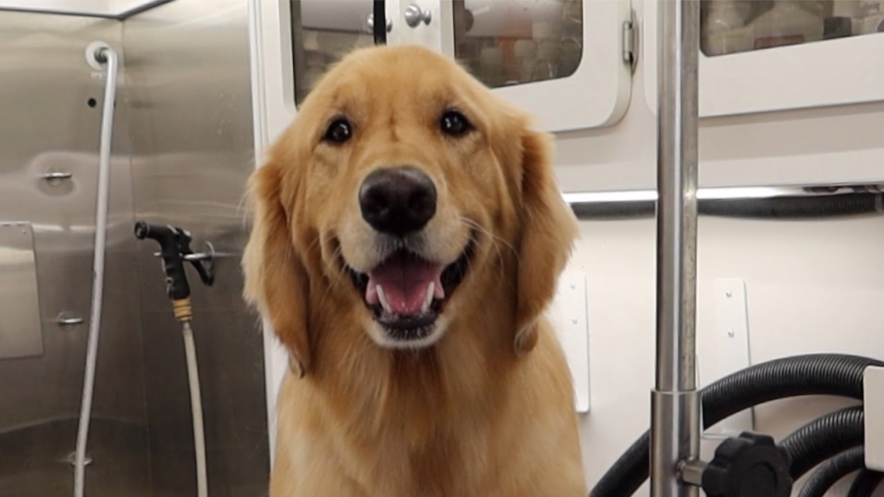Golden Retriever Grooming | Mans Best Friend