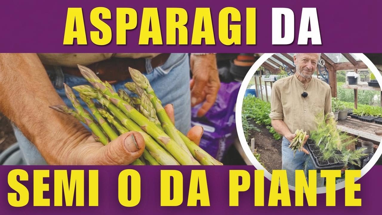 Coltivare asparagi: guida pratica da seme o da zampe senza scavare