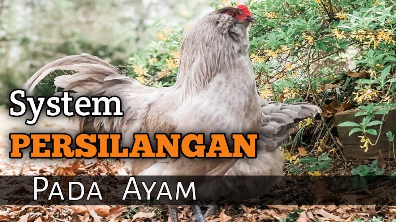 Rumus Persilangan Ayam - Untuk Pemurnian Genetik 🔴