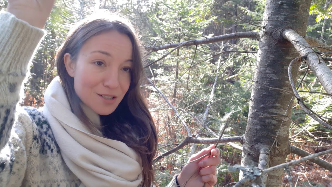 La résine de sapin baumier - Nourriture en forêt l'automne et l'hiver au Québec