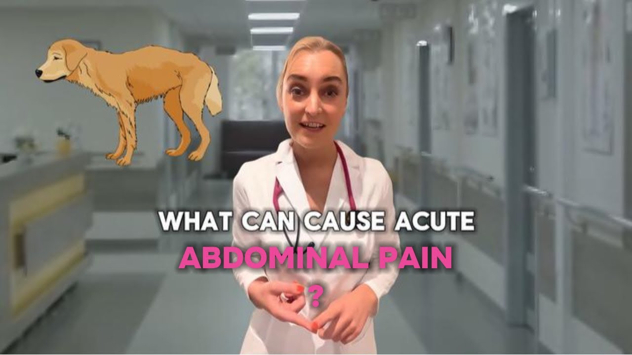 What Can Cause Acute Abdominal Pain In Dogs And Cats?