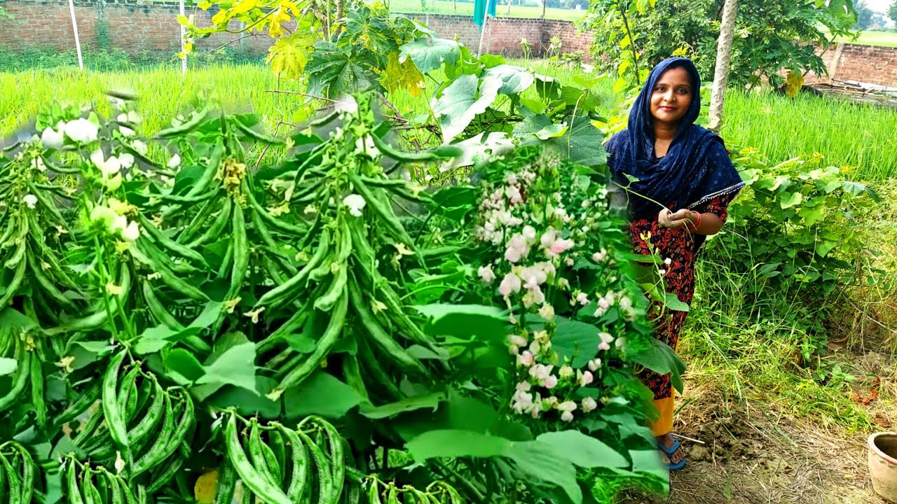 इस☔ मौसम में भी हमारी ये 🌿बेल वाली सब्जी फर लेगी यकीन नहीं होता कैसे 🍆बैगन गोभी के पौधों की सेवा की?