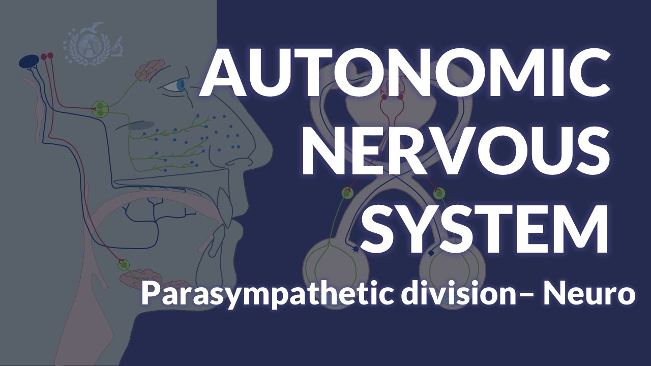AUTONOMIC NERVOUS SYSTEM: Parasympathetic division - NEUROANATOMY