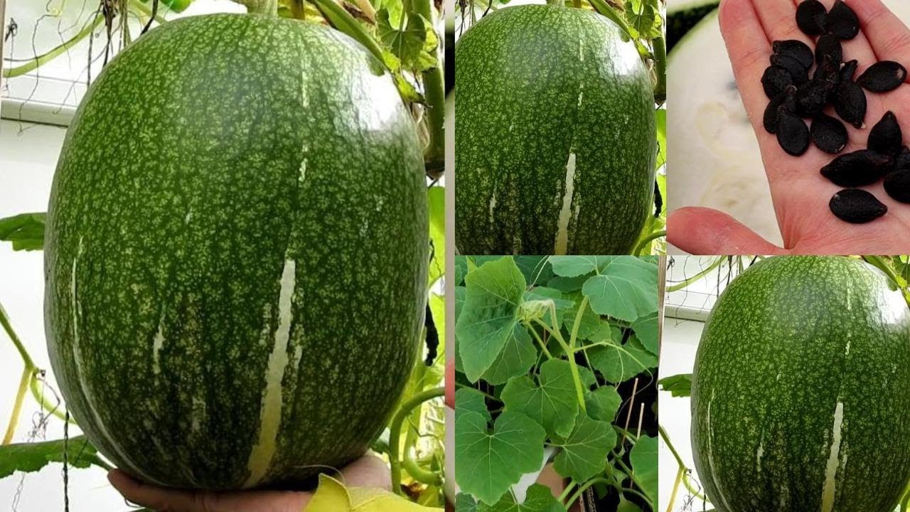 Can you grow melon from seeds? Shark Fin Melon or Melon Soup?